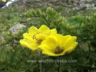 DVD-70-flora-wildflowers-3-2