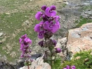 DVD-70-flora-wildflowers-3-3