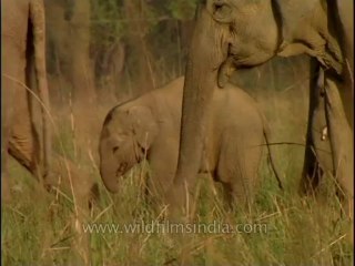 Elephants-corbett-4