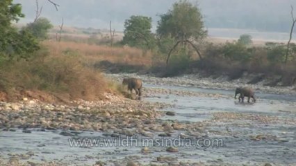 Elephants-corbett-hdv-72-2