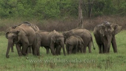 Elephants-corbett-hdv-72-3