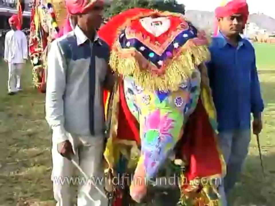 Festivals-DVD-95-2
