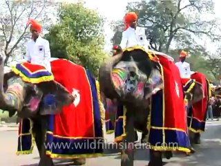 Festivals-Elephant-DVD-95-30