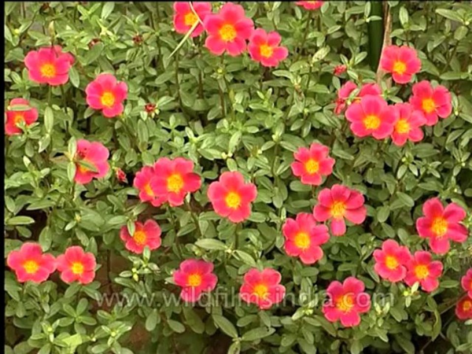 Flora-Garden flower-1