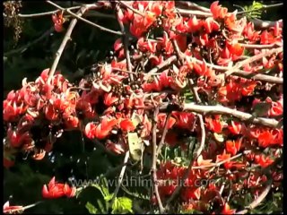 Flora-trees-dvd-84-2