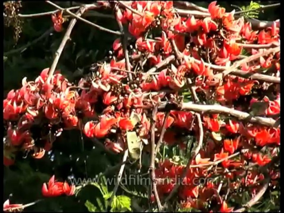 Flora-trees-dvd-84-2