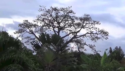 Suite du STOC en Martinique
