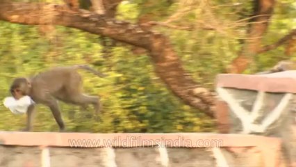 Monkeys-delhi-hdv-tape-6-10