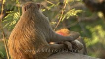 Monkeys-delhi-hdv-tape-6-11