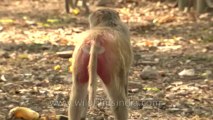 Monkeys-delhi-hdv-tape-6-12