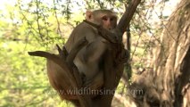 Monkeys-delhi-hdv-tape-6-17