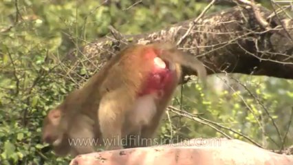 Monkeys-delhi-hdv-tape-6-21