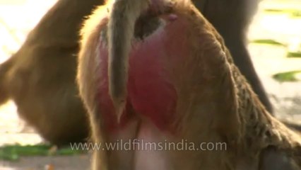 Monkeys-delhi-hdv-tape-6-4