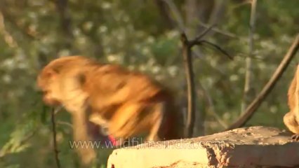 Monkeys-delhi-hdv-tape-6-5