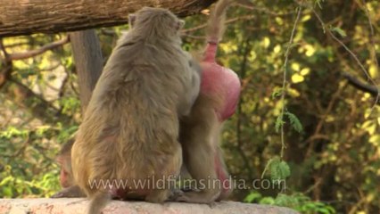 Monkeys-delhi-hdv-tape-6-6