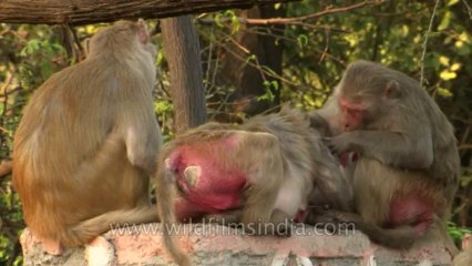 Monkeys-delhi-hdv-tape-6-7