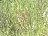 MP-Kanha-Jungle Cat-DVD-81-1