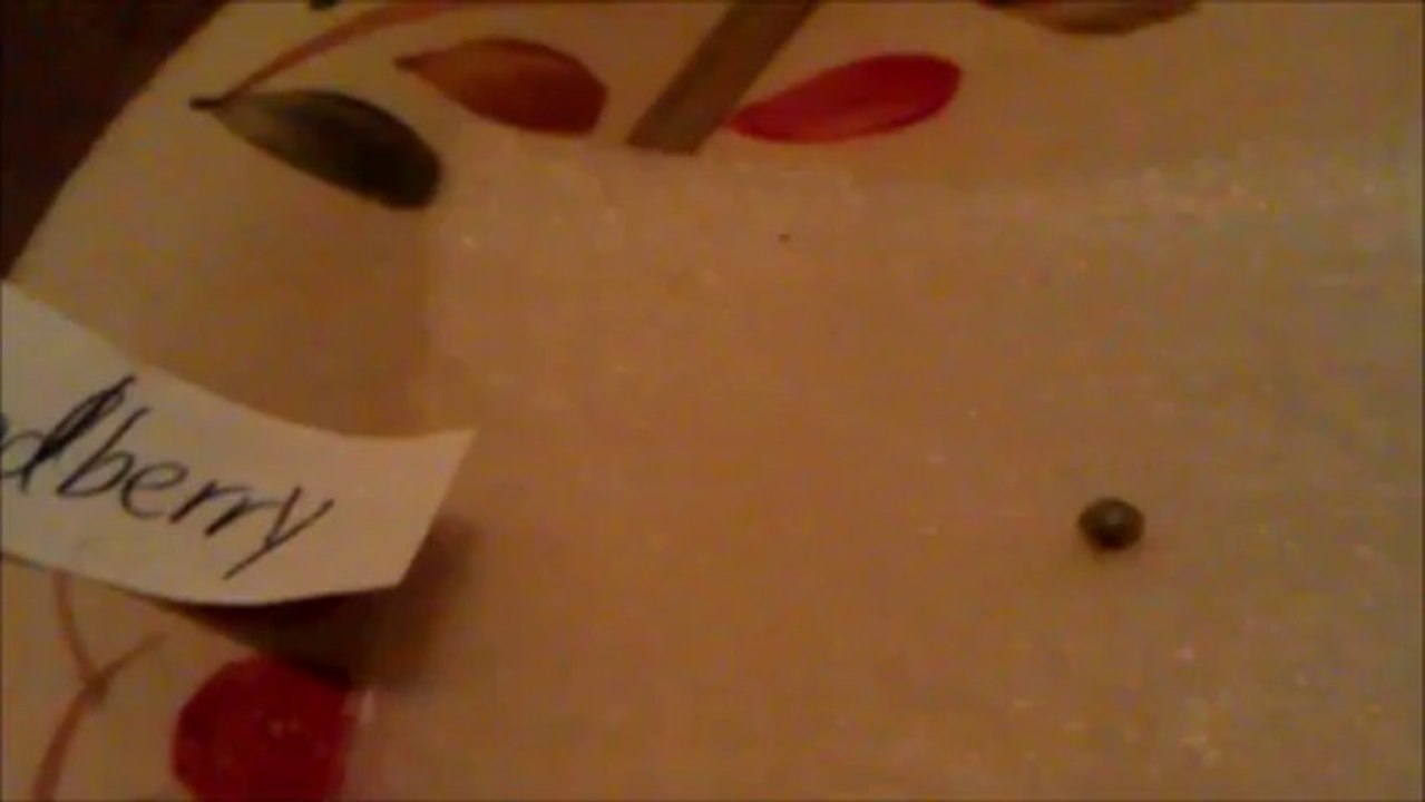 Week 0 Germinating Cannabis seeds Paper Towel Plate Method part 1 (1 Godberry, 1 Blackberry)