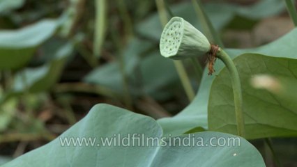 Odd-jobs-nature-flower-1