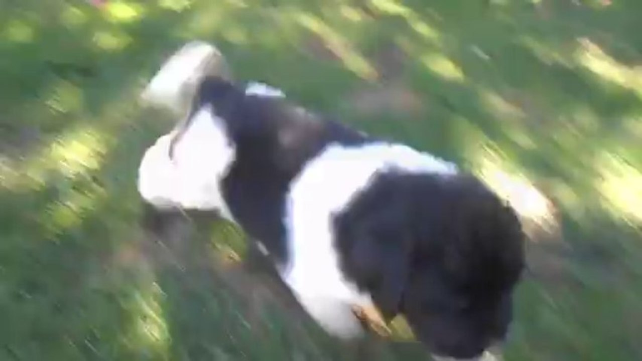 DSCN2189 - Mâle noir & blanc dos noir