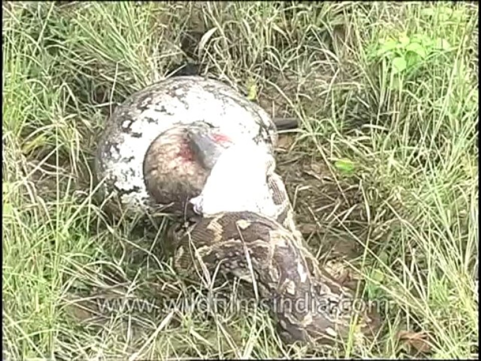 Python Eating Langur-DVD-81-6