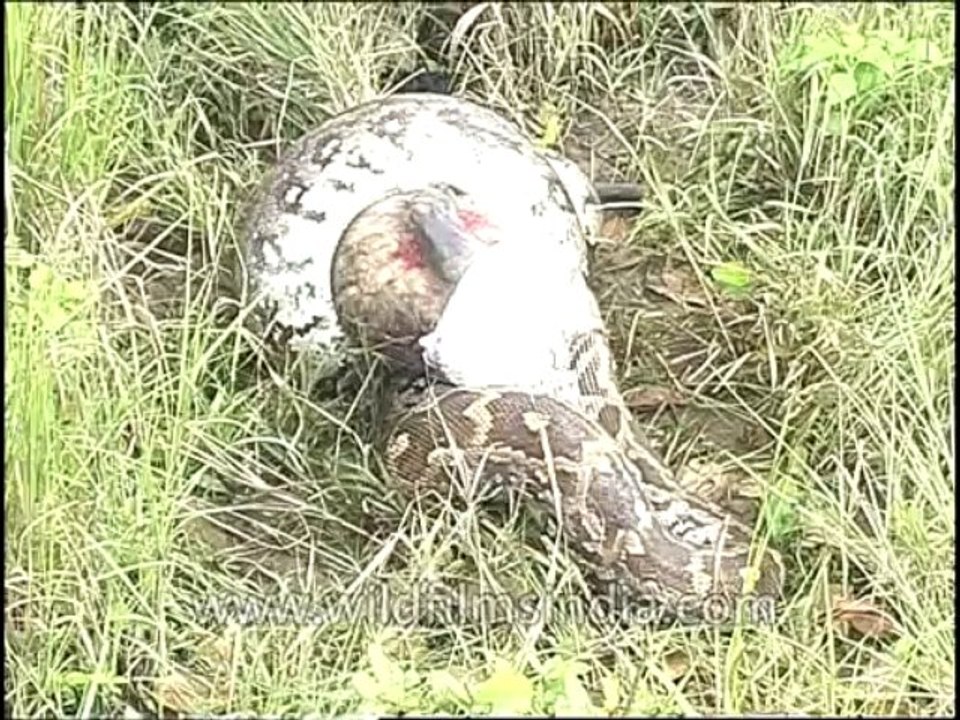 Python Eating Langur-DVD-81-7