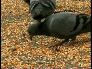 Rajasthan-jaipur-dvd-97-1