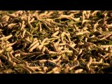 Silk worms-karnataka-1