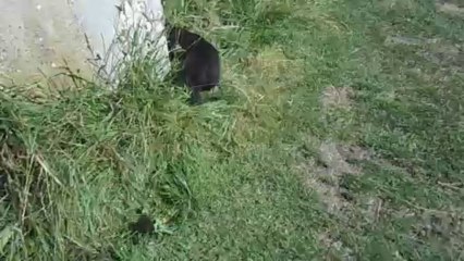 DSCN2191 - Femelle noire collier vert