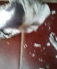 Vlepa L ft. Raćpu L - ''Genijalan tiket sabotiran od strane čeških masona'' (OFFICIAL VIDEO)