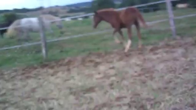 ils s echappent malgres la barrierre electrique