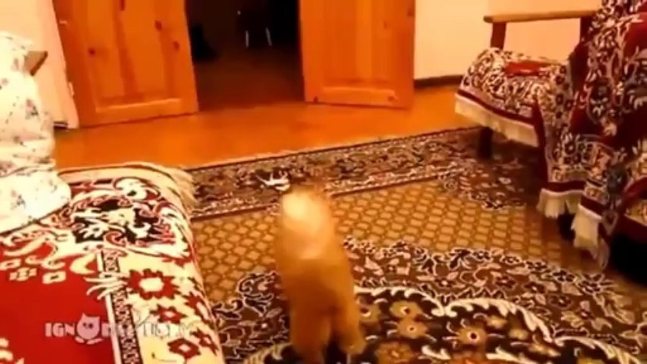 Lustige Tiere 2013 Videoclips Part 1