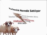 Kurbanlık Nereden Alınır 0535 3573503, Kurbanlık Satış Yerleri, Kurbanlık Satış İstanbul,