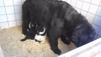 DSCN2196 - Chouchenn et ses chiots