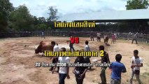 2556082002 สนามควนเนียง  โคแดงแสนสิงห์  ชนกับ  โคแดงพยัคฆ์เล็กภาค2