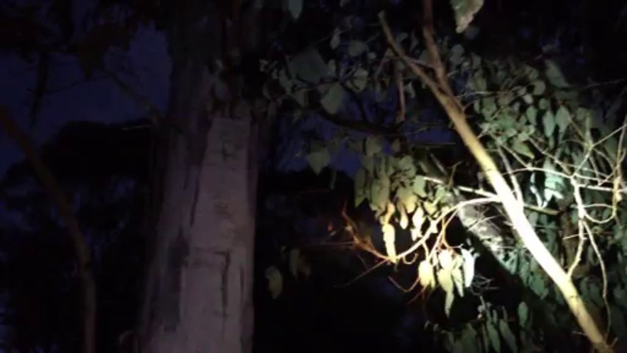 Kookaburra rieur dans les eucalyptus