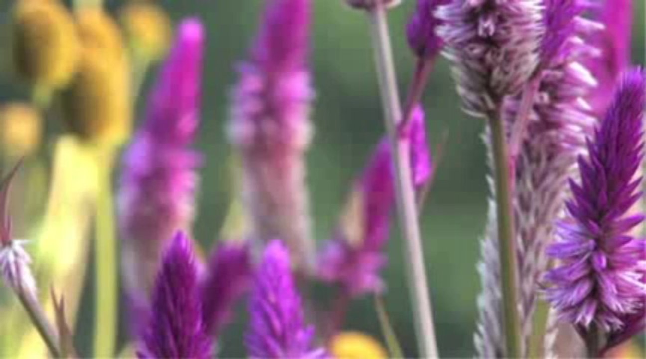 Introduction to Awakening The Illuminated Heart Workshop by Amun Brown