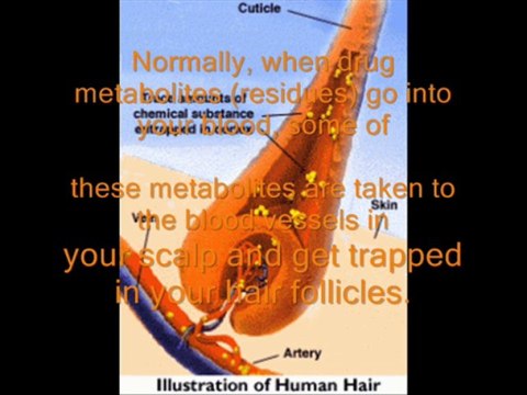 How to Pass Pre-Employment Drug Testing