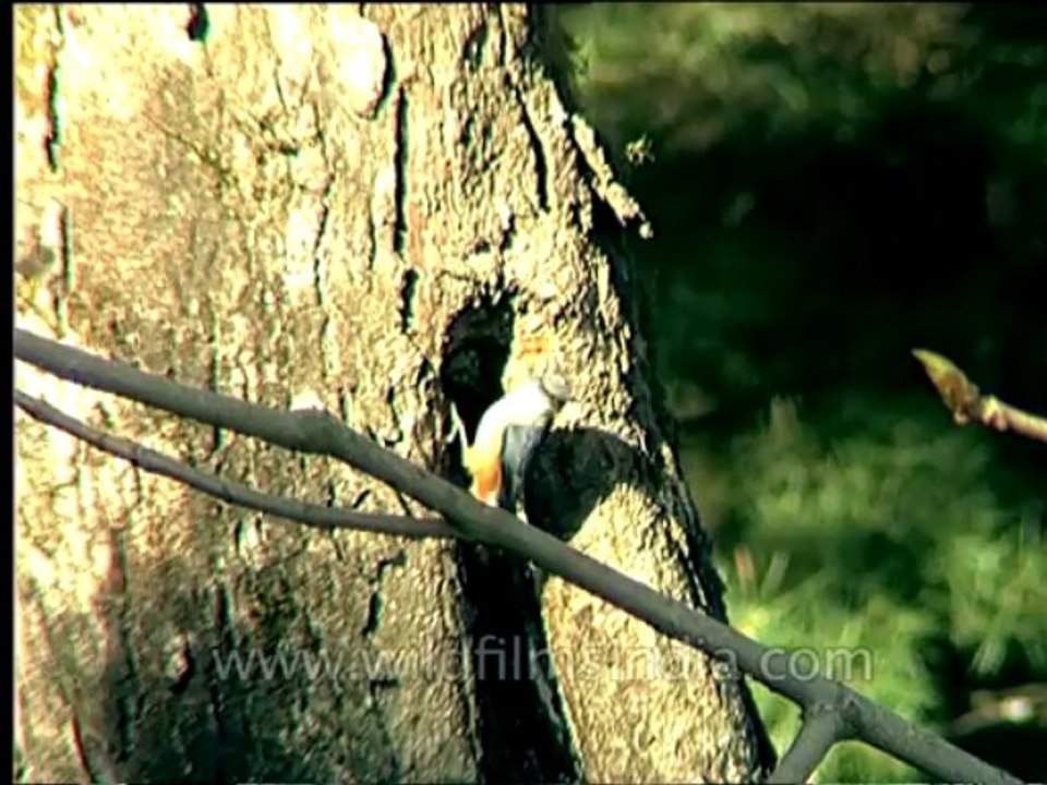 Wildlife-Birds-24-2