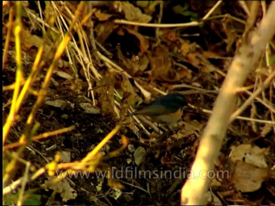 Wildlife-Birds-24-4