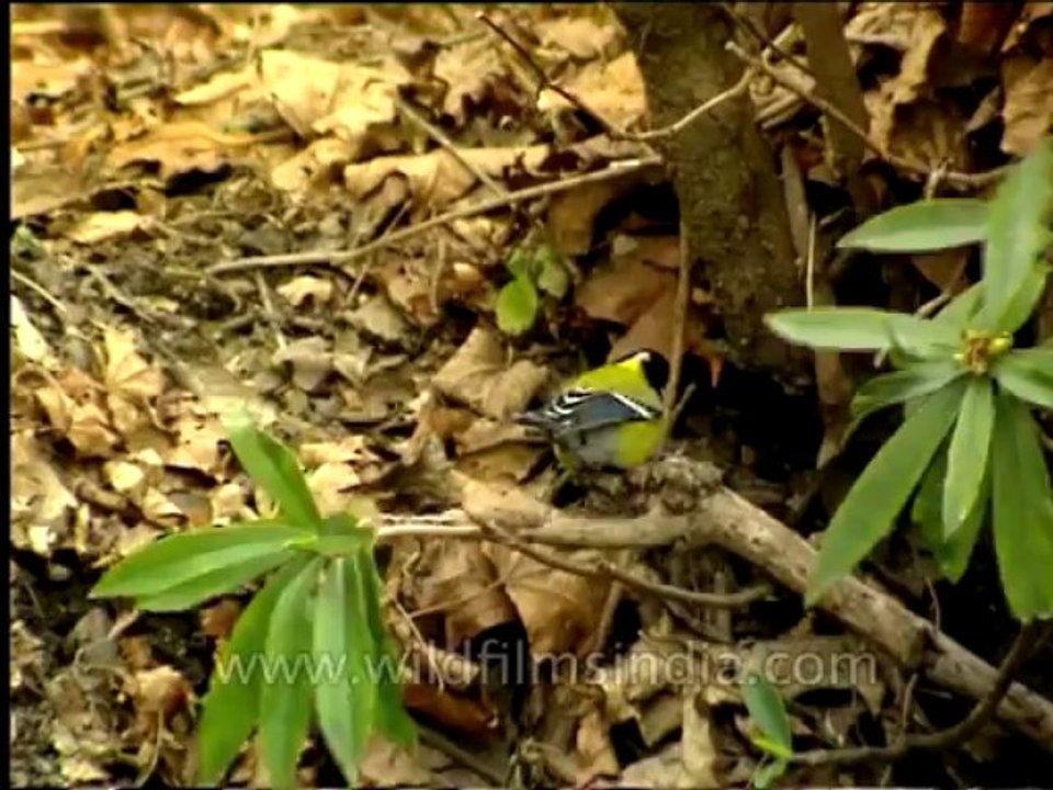 Wildlife-Birds-24-6