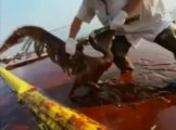 Marée noire: BP récupère du pétrole