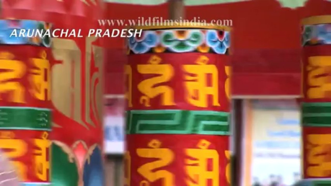 Vignettes from Wild India