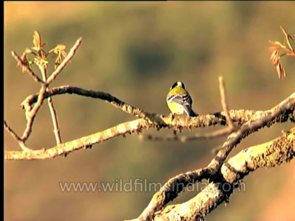 Wildlife-Birds-25-4