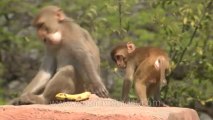 Monkeys-delhi-hdv-tape-6-20