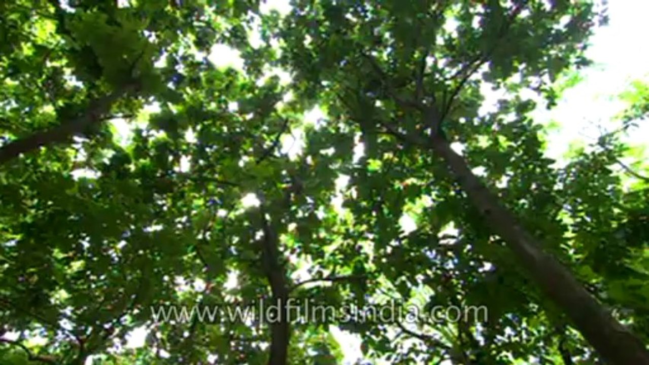 Trees-UP-6