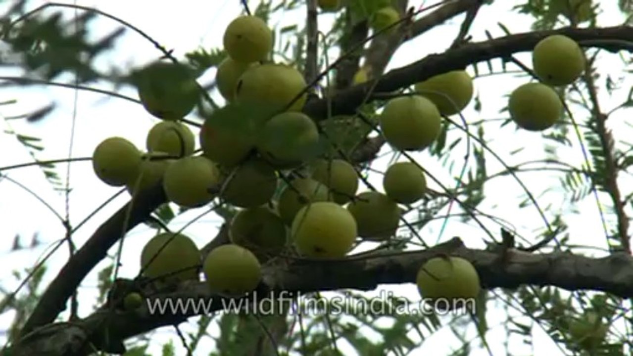 Trees-UP-7