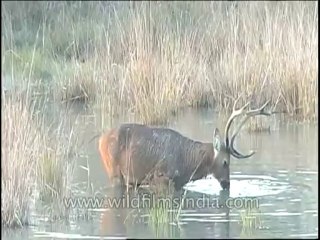 Wildlife-Barasingha-DVD-82-11