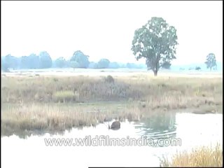 Wildlife-Barasingha-DVD-82-17