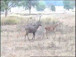 Wildlife-Barasingha-DVD-82-3